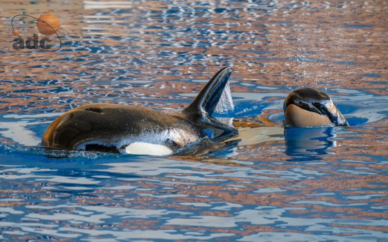 Nacimiento es Orca Loro Parque 31 Marzo 2025