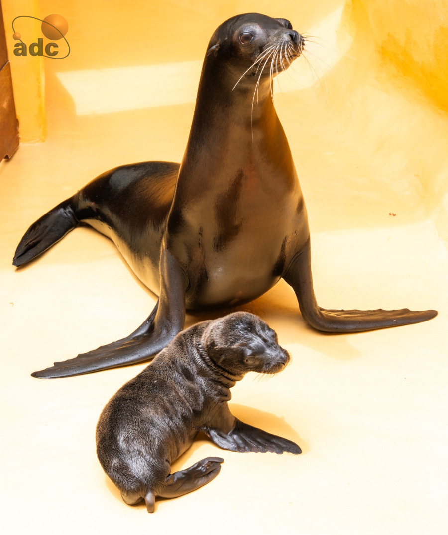 Foto cría León marino Loro Parque