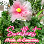 SWEET HEART FLORES