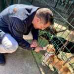 Portada Visita al Refugio Internacional de Animales